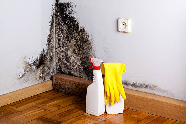 Best Basement water damage restoration  in Groveville, NJ